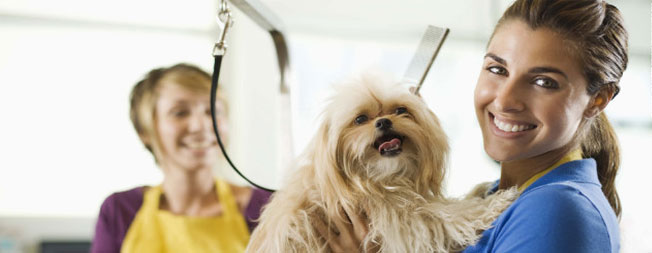 How to Become a Dog Groomer